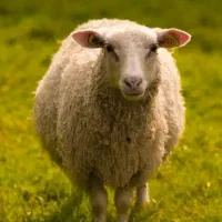 متقاضی چوپان