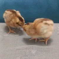 مرغ و خروس جوجه خرگوش لاری|حیوانات مزرعه|مشهد, انقلاب|دیوار