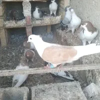 کبوتر|پرنده|کلاله, |دیوار