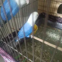 جفت برزیلی مولد معاوضه|پرنده|ری, دولتآباد|دیوار