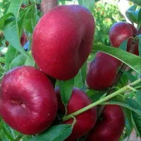 باغبانی،هَرس کاری و پیوند زنی|خدمات باغبانی و درختکاری|تبریز, |دیوار