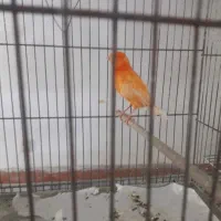 قناری ماده|پرنده|محمدشهر, محمدشهر|دیوار