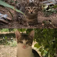 واگذاری گربه