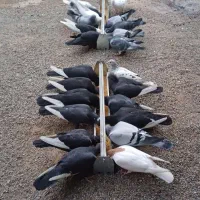 کفتر المانی