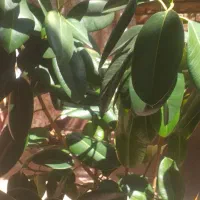 گل جو فیل|گل و گیاه طبیعی|اشنویه, |دیوار