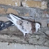 شازده هما سرور