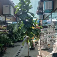 فیکوس لیراتا حراج انواع گل و گیاه تا ۴۰٪