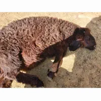 سلام خریدار  میش زاییده عراقی پود نقد