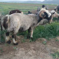قوچ جوان بشرط میش رون