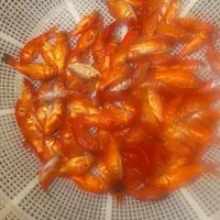 ماهی قرمز برای ماهیگیری