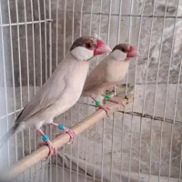 نرگسی شکلاتی سه جفت|پرنده|تهران, جماران (نیاوران)|دیوار