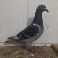 کبوتر المانی