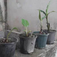 نهال موز بارده
