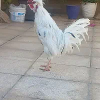 ۱عدد خروس گلین