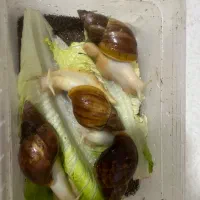 حلزون تراپی