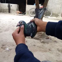 کبوتر مسافتی معاوضه|پرنده|خان ببین, |دیوار