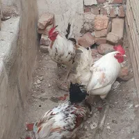 خروس