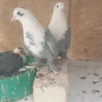 نروماده کلاغ وسرخ وزرد ودم سفید