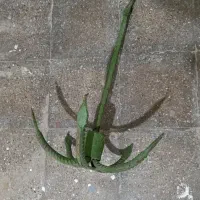 وسایل ماهی گیری