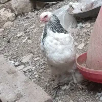 مرغ وخروس
