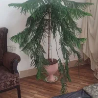 گلدان گل طبیعی