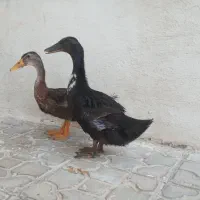 اردک ۳ ماهه