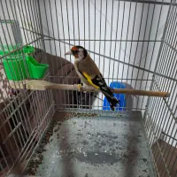 سهره جوجه قفس زیر باری