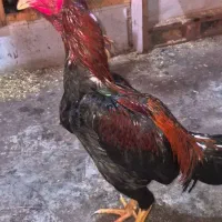 خروس  لاری ۱۰ ماهه