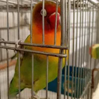 طوطی بالغ نر