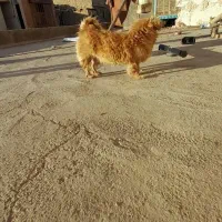 واگذاری سگ