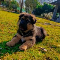 ژرمن شولاین شجره دار ۳ ماهه