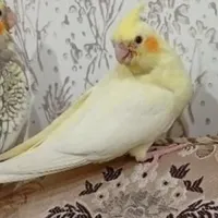 عروس هلندی گمشده