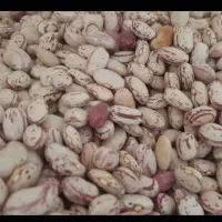 لوبیا چیتی پا کوتاه