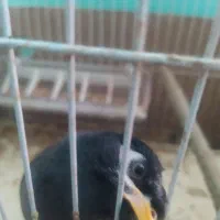 مرغ مینا اشتی|پرنده|لوداب, |دیوار