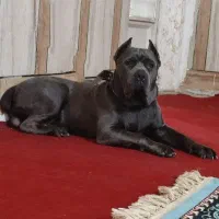 کنکورسو نر .جهت کشش|سگ|اهواز, کوی باهنر|دیوار