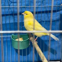 قناری یلو‌فاکتور نر