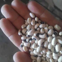 لوبیا|خوردنی و آشامیدنی|حمیدیه, |دیوار