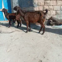 بزنژدی|حیوانات مزرعه|مسجد سلیمان, |دیوار