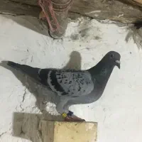 کبوتر مسافتی مقام اول