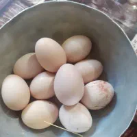 تخم مرغ مرندی نطفه دار