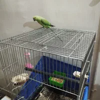 طوطی|پرنده|اصفهان, قائمیه|دیوار
