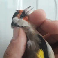 سهره چهارگل کرواتی