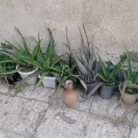 الوورا گلدان