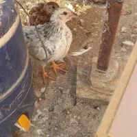 چهار عدد جوجه ۳ ماهه