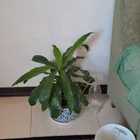 گلهای اپارتمانی|گل و گیاه طبیعی|یزد, |دیوار