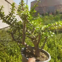 بونسای خرفه ای|گل و گیاه طبیعی|پاکدشت, پاکدشت (مامازند)|دیوار