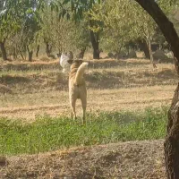 واگزاری سراب پژدر|سگ|اصفهان, سنجوانمره|دیوار