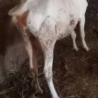 گاو بدون گوساله