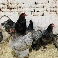 تخم نطفه دارمرغ برهما بلو