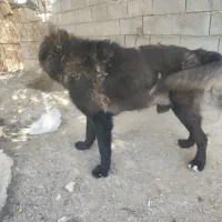 سگ قدر‌ جونی|سگ|شمیل, |دیوار